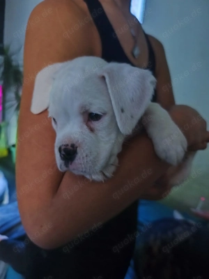 Boxer Welpen zu verkaufen  Bild 2