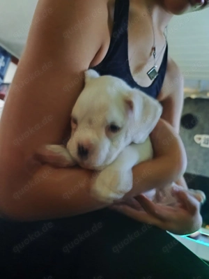 Boxer Welpen zu verkaufen  Bild 4