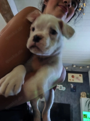 Boxer Welpen zu verkaufen  Bild 8