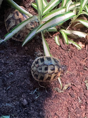 Zuckersüße Baby Schildkröten abzugeben Bild 2