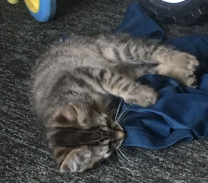 2 Babykatzen suchen ab 19.3 ein neues Zuhause ein Kater  und eine Katze beide sind Reserviert 