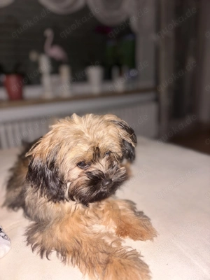 Shih Tzu Mischling zu verkaufen 