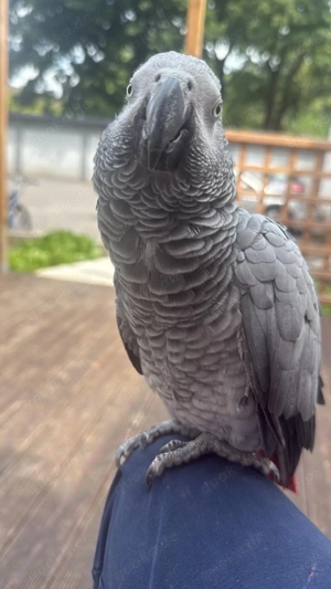    Kongo-Graupapagei (weiblich) zu verkaufen   1.300   VB