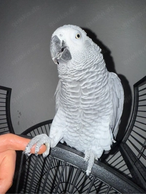    Kongo-Graupapagei (weiblich) zu verkaufen   1.600   VB