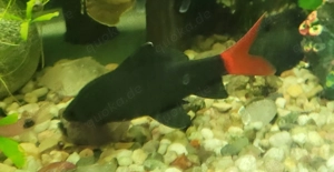 Feuerschwanz-Fransenlipper + Fadenfische + Scalar