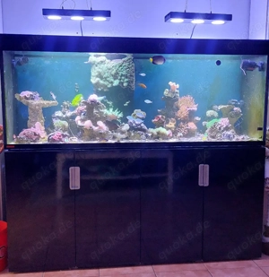 Meerwasser Beckenauflösung!