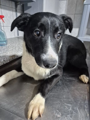 Junger Rüde 890513 sucht seine eigene Familie