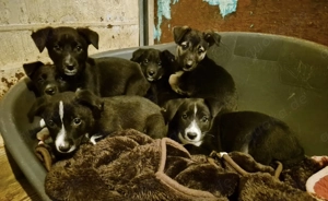 Junghündin 890519 stellt sich vor