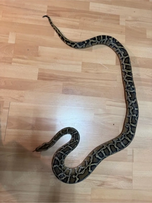 Tigerpython, python bivittatus, Burmese Python Bild 4