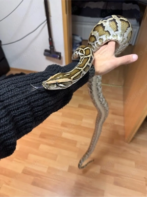 Tigerpython, python bivittatus, Burmese Python Bild 2