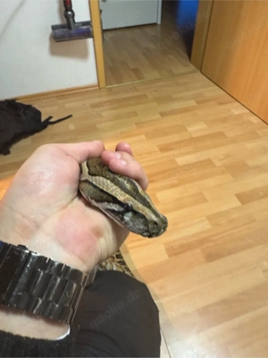 Tigerpython, python bivittatus, Burmese Python Bild 3