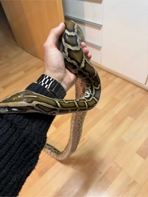 Tigerpython, python bivittatus, Burmese Python