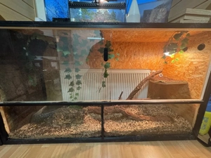 Tigerpython, python bivittatus, Burmese Python Bild 5