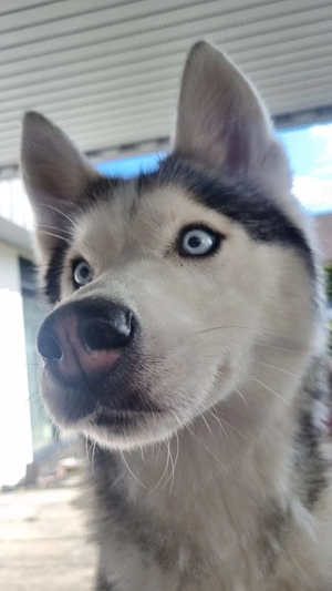 Husky Hündin 