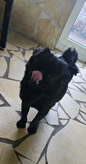 Fluffy Mops Hündin schwarz