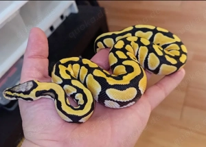 1.0 Königspython - Pastel Desert Ghost (NZ 08 24),