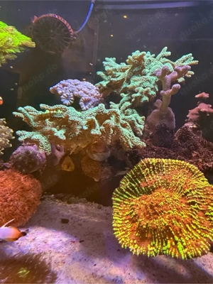 Seriatopora Caliendrum Grün