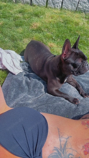 Französische Bulldogge 