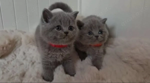 BKH (Britisch Kätzchen