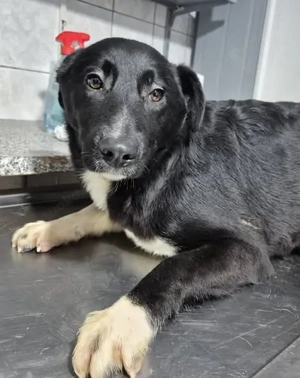 Junger Rüde 890511 stellt sich vor