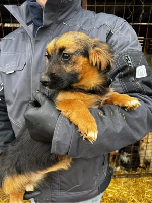 Kleine Olga sucht ein Schönes zuhause 