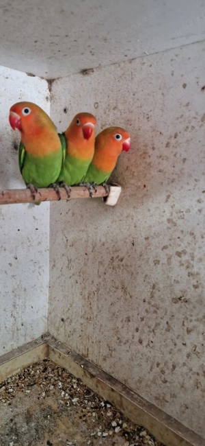 Unzertrennliche (Agaponiden) Pfirsichköpfchen zu verkaufen!