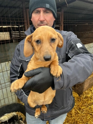 Dackel mix olla sucht ein Zuhause