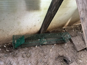 Lebendfalle zu verkaufen 