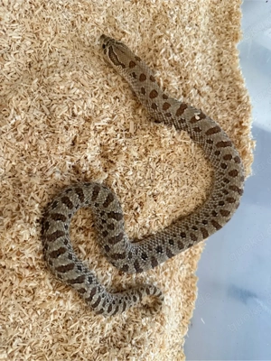 0.1 Hackennasennatter Savannah 