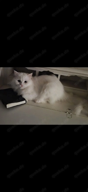 Kater Persermischling 