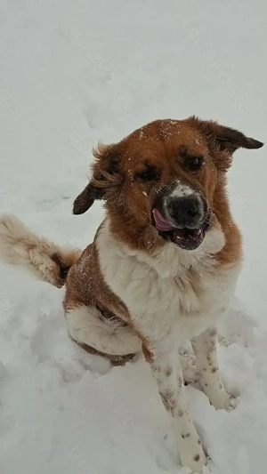 Riesenbaby sucht Zuhause 