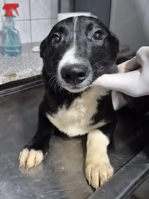 Junger Rüde 890510 sucht sein eigenes Körbchen