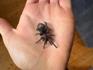 ewok (thrixopelma) cyaneolum red vogelspinnen