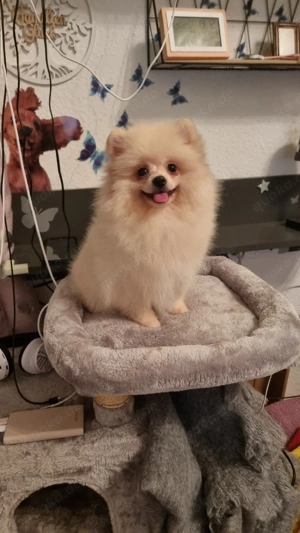   Pomeranian Spitz   Mädchen, 3,5 Monate   