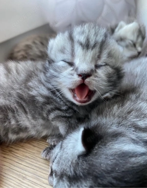 Zauberhafte Britisch Kurzhaar Kitten 