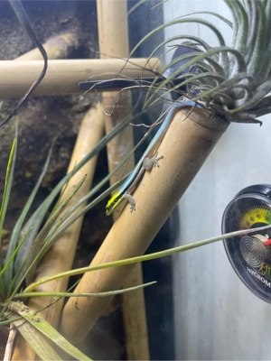 Verkaufe Phelsuma Klemmeri inkl. Terrarium