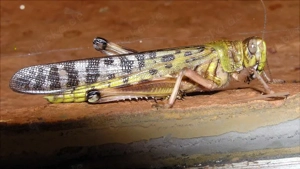 Futterinsekten Wüstenheuschrecken