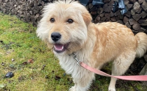 Verschmuster Herzensbrecher Günni sucht Zuhause