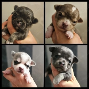 Chihuahua Welpen reinrassig blue und lilac 