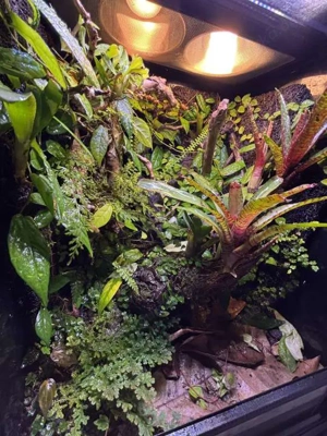 Jungferngecko (Lepidodactylus lugubris)