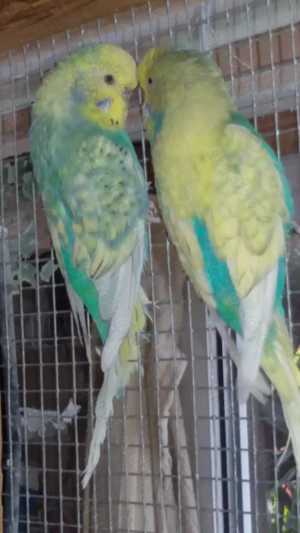 Wellensittiche spangle