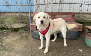 Aufmerksamer und freundlicher Lonni sucht Familienanschluss