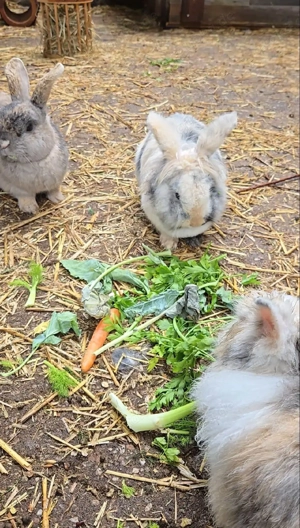 Löwenköpfchen Kastrat sucht neues Zuhause Bild 2