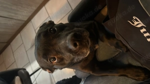 Hündin zu verkaufen 