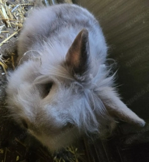 Löwenköpfchen Kastrat sucht neues Zuhause Bild 3