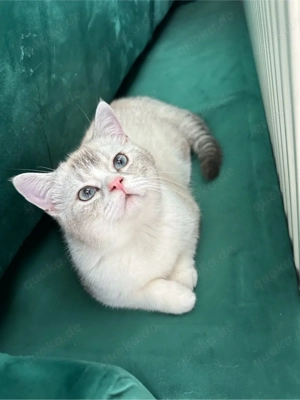 Unsere wunderschöne (Britisch Kurzhaar 6 Monate)Katze sucht ein neues Zuhause