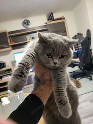 Katze suchst neue zu hause