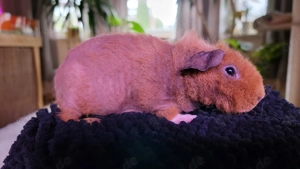 Skinny Pig Meerschweinchen Werwölfchen Kastrat