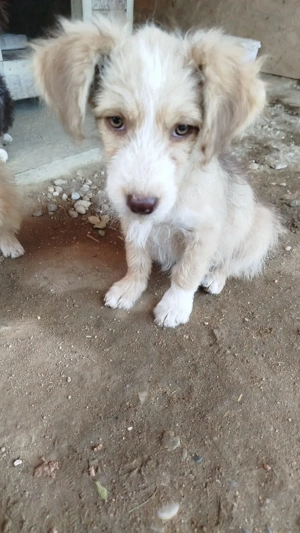 Finchen - fröhliche, liebenswerte und quirlige junge Hundedame Bild 2