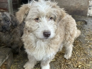 Finchen - fröhliche, liebenswerte und quirlige junge Hundedame